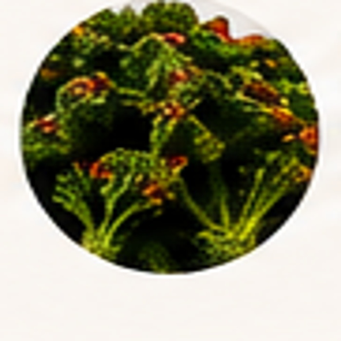 Bright green sauteed vegetables